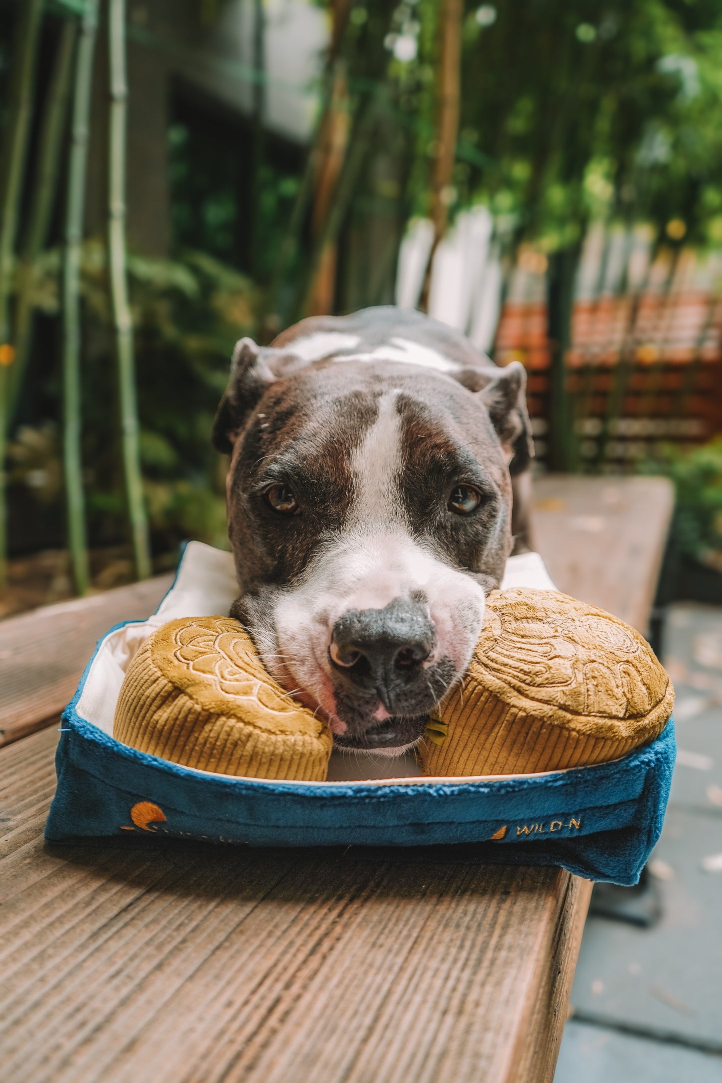 Mid-Autumn Festival Mooncake Box Dog Toy ft. Squeaky and Co - Matcha