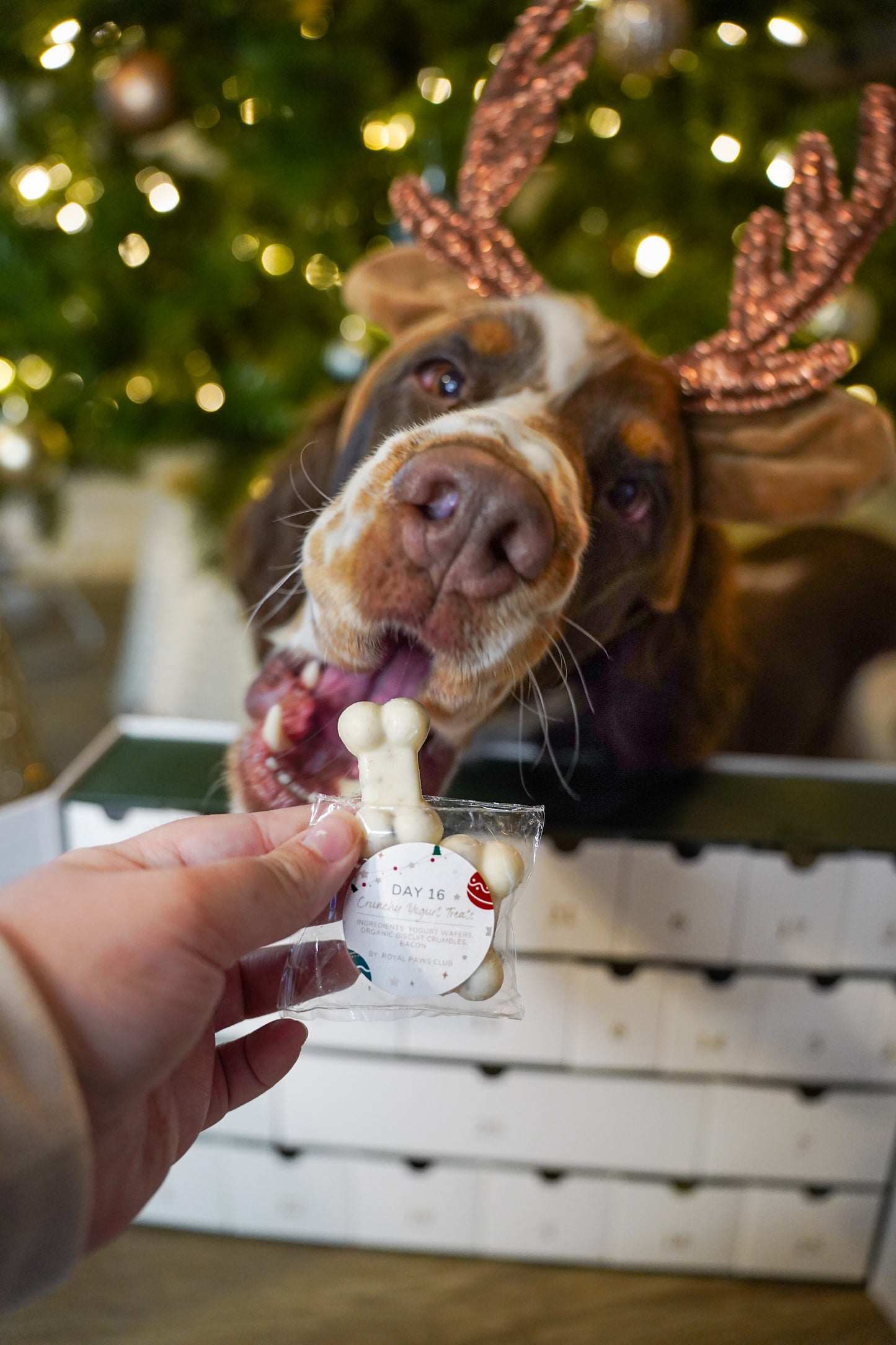 Day 16: Crunchy Yogurt Treats (Limited Time)